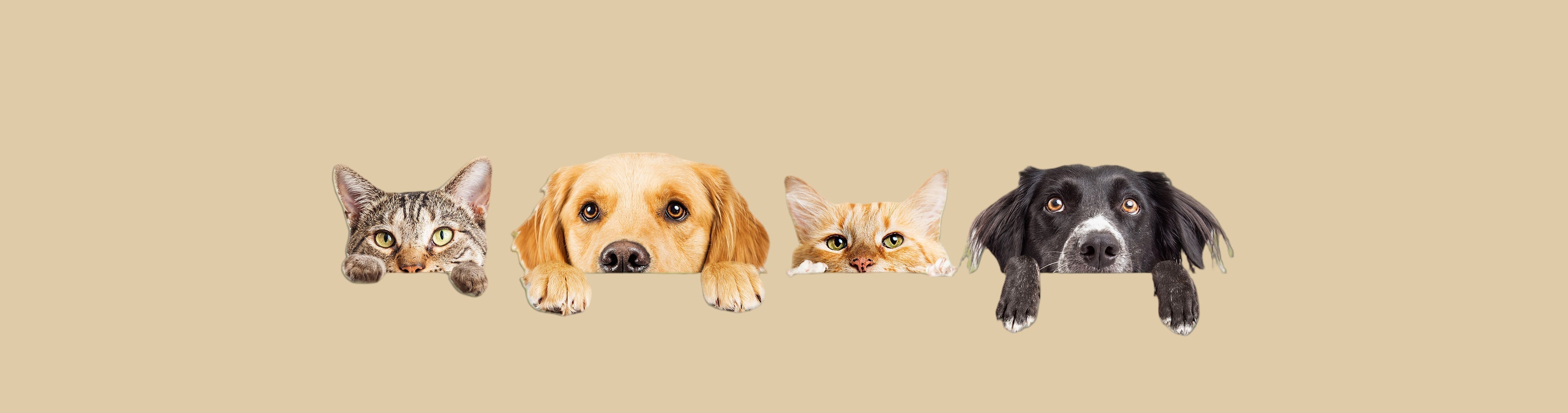 Home Page Banner Image